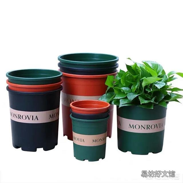 月季一般用什么样的花盆种植比较好?
