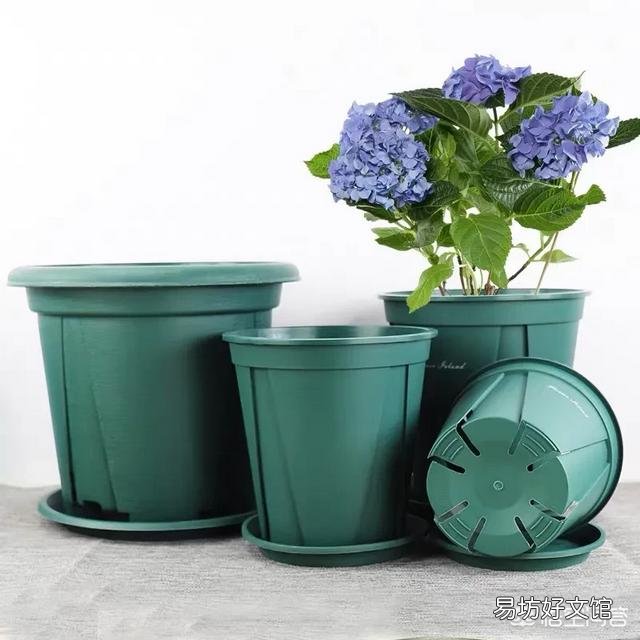 月季一般用什么样的花盆种植比较好?