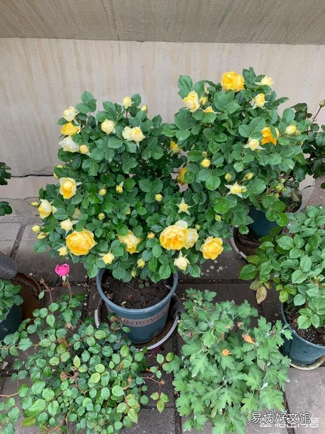 月季一般用什么样的花盆种植比较好?