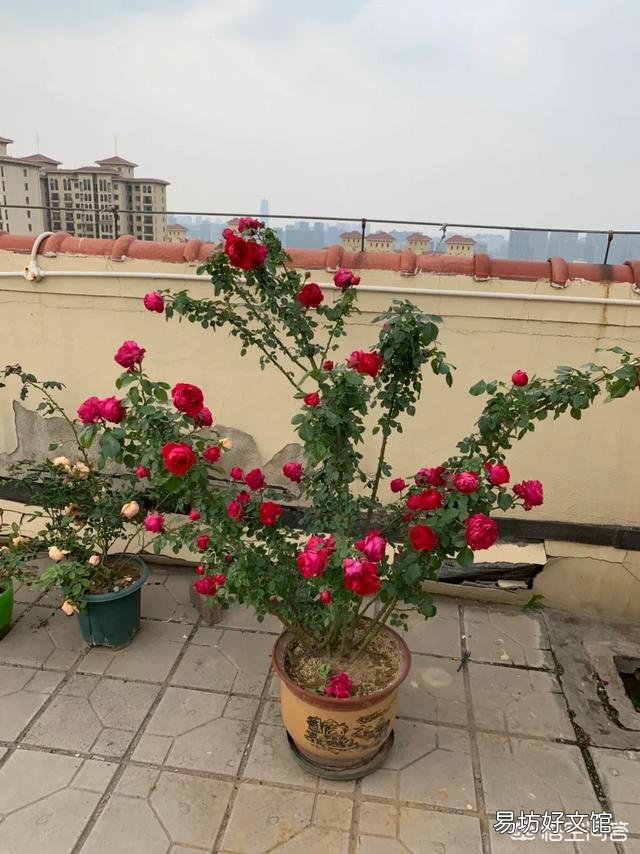 月季一般用什么样的花盆种植比较好?