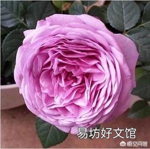月季一般用什么样的花盆种植比较好?
