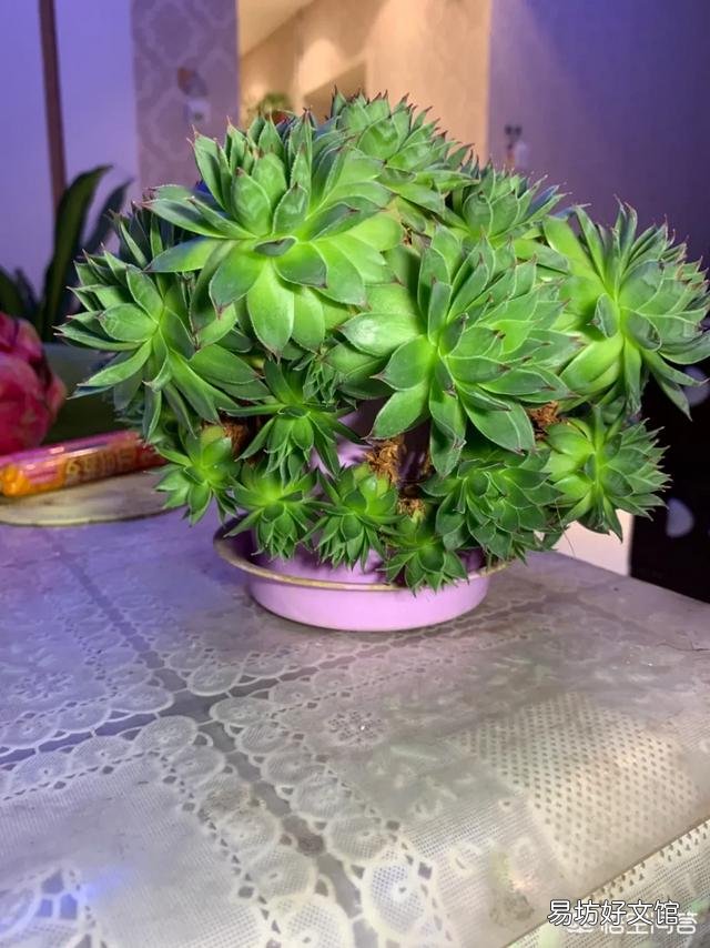 月季一般用什么样的花盆种植比较好?