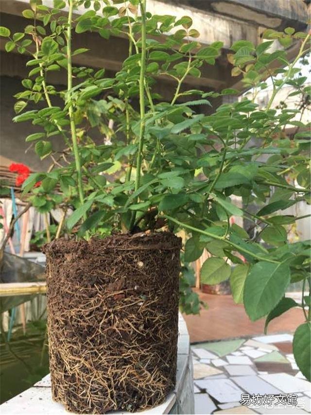 月季一般用什么样的花盆种植比较好?