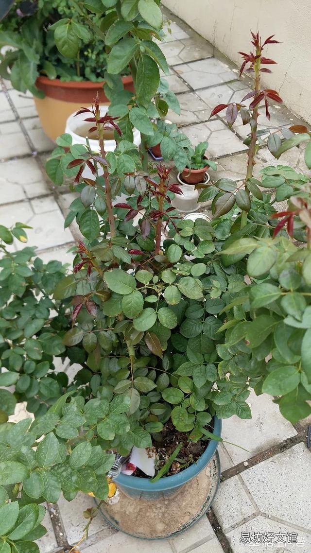 月季一般用什么样的花盆种植比较好?