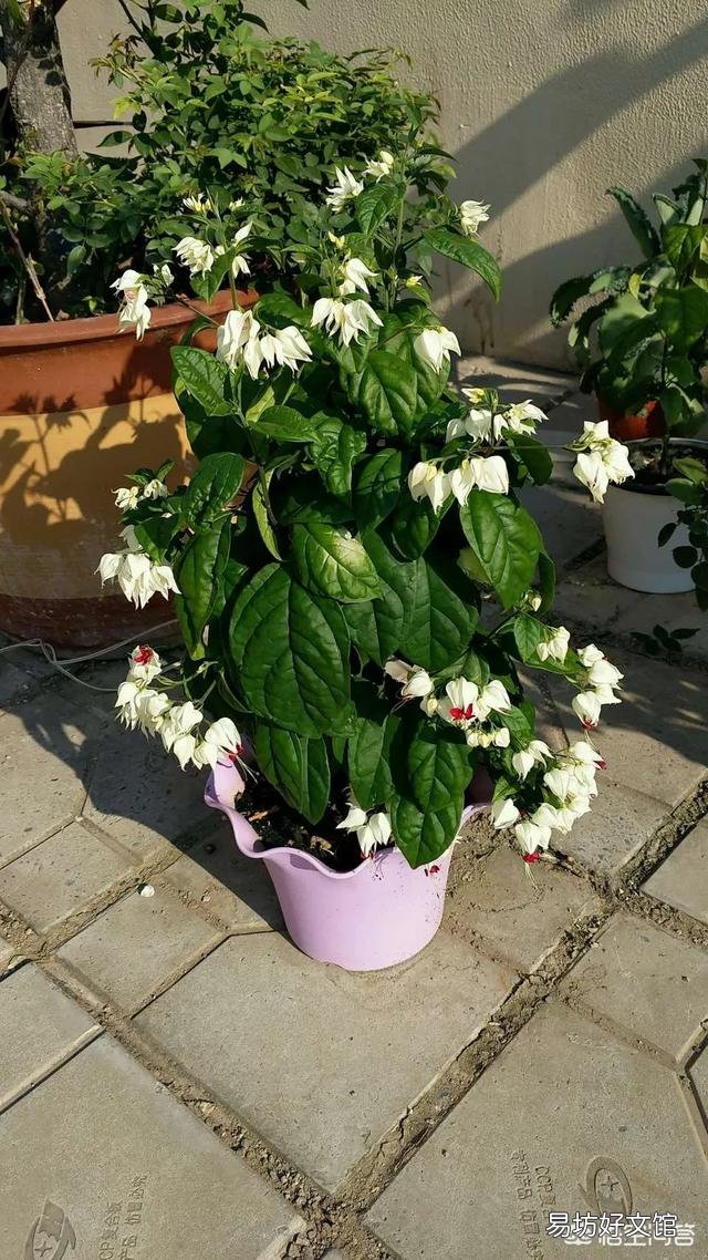 月季一般用什么样的花盆种植比较好?