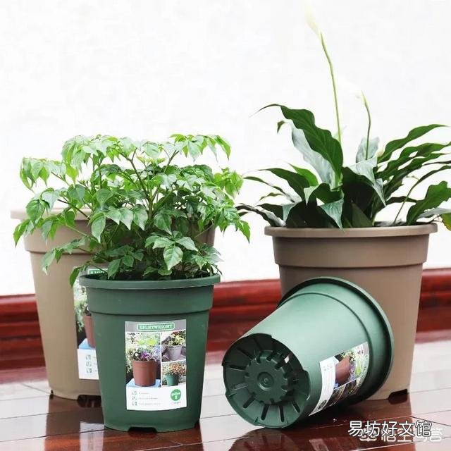 月季一般用什么样的花盆种植比较好?