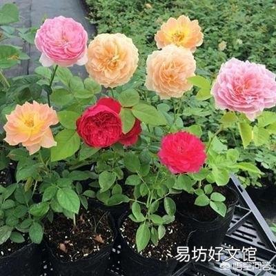 月季一般用什么样的花盆种植比较好?