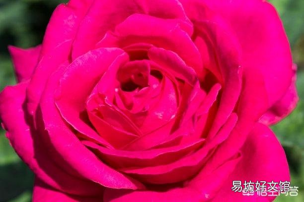 月季一般用什么样的花盆种植比较好?