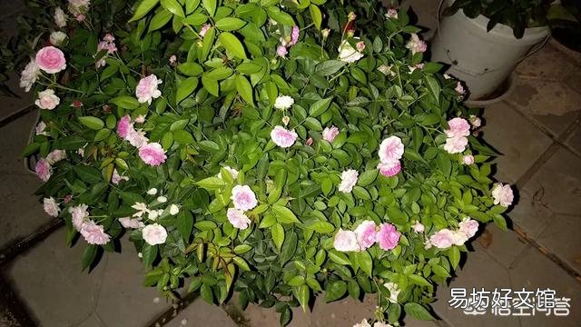 月季一般用什么样的花盆种植比较好?