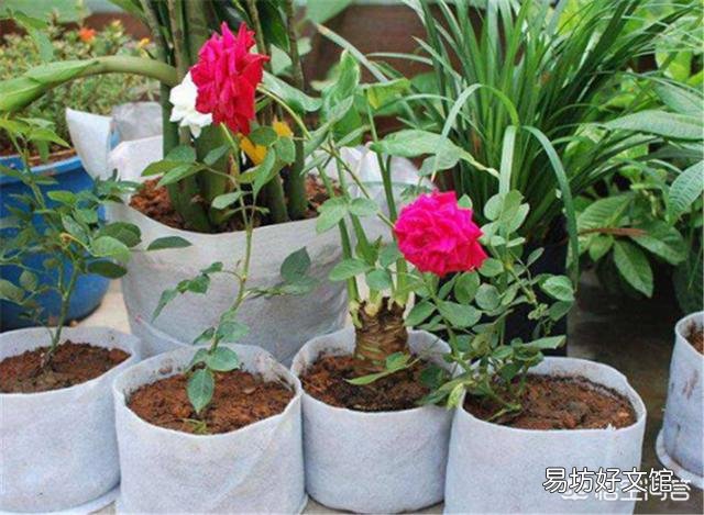 月季一般用什么样的花盆种植比较好?