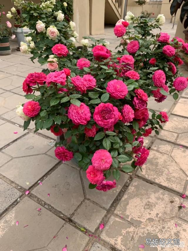 月季一般用什么样的花盆种植比较好?