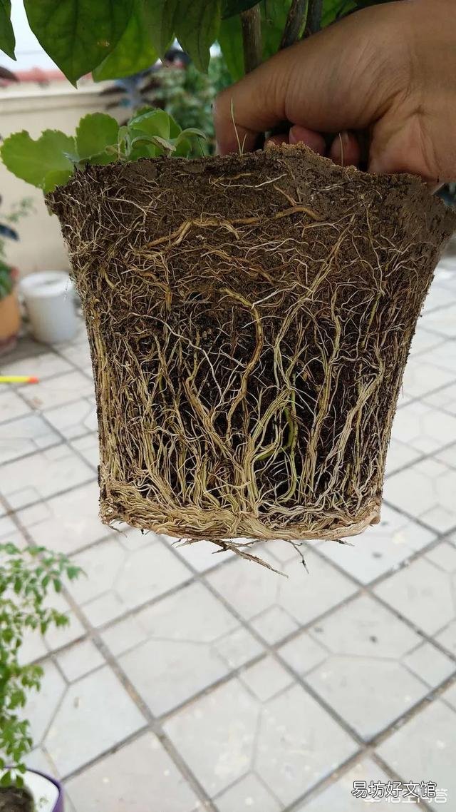 月季一般用什么样的花盆种植比较好?