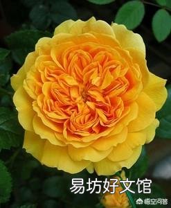 月季一般用什么样的花盆种植比较好?