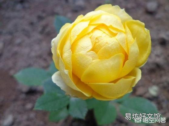 月季一般用什么样的花盆种植比较好?