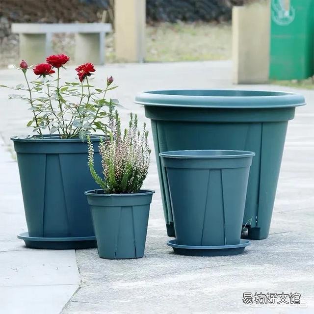 月季一般用什么样的花盆种植比较好?