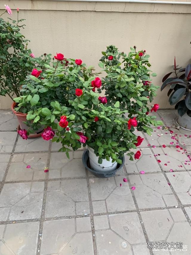 月季一般用什么样的花盆种植比较好?
