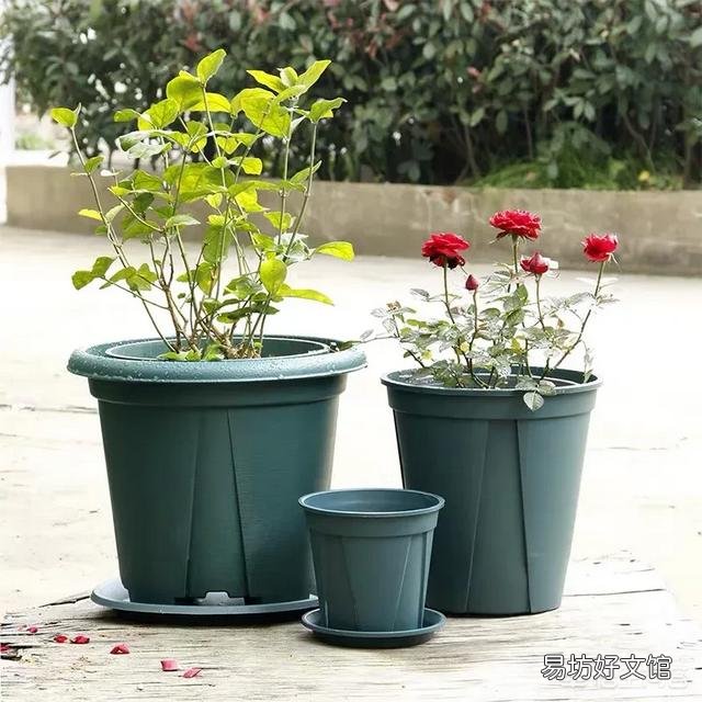 月季一般用什么样的花盆种植比较好?