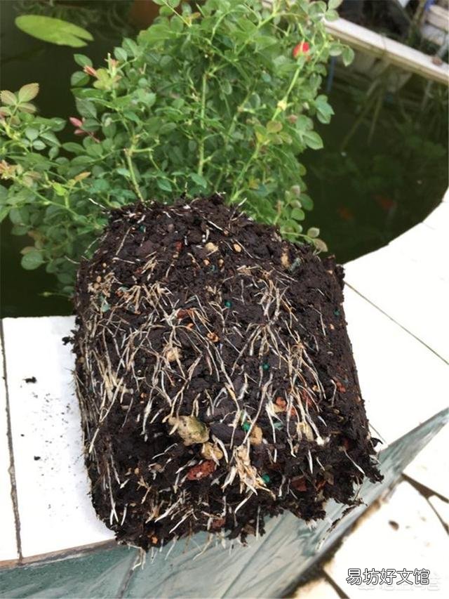 月季一般用什么样的花盆种植比较好?