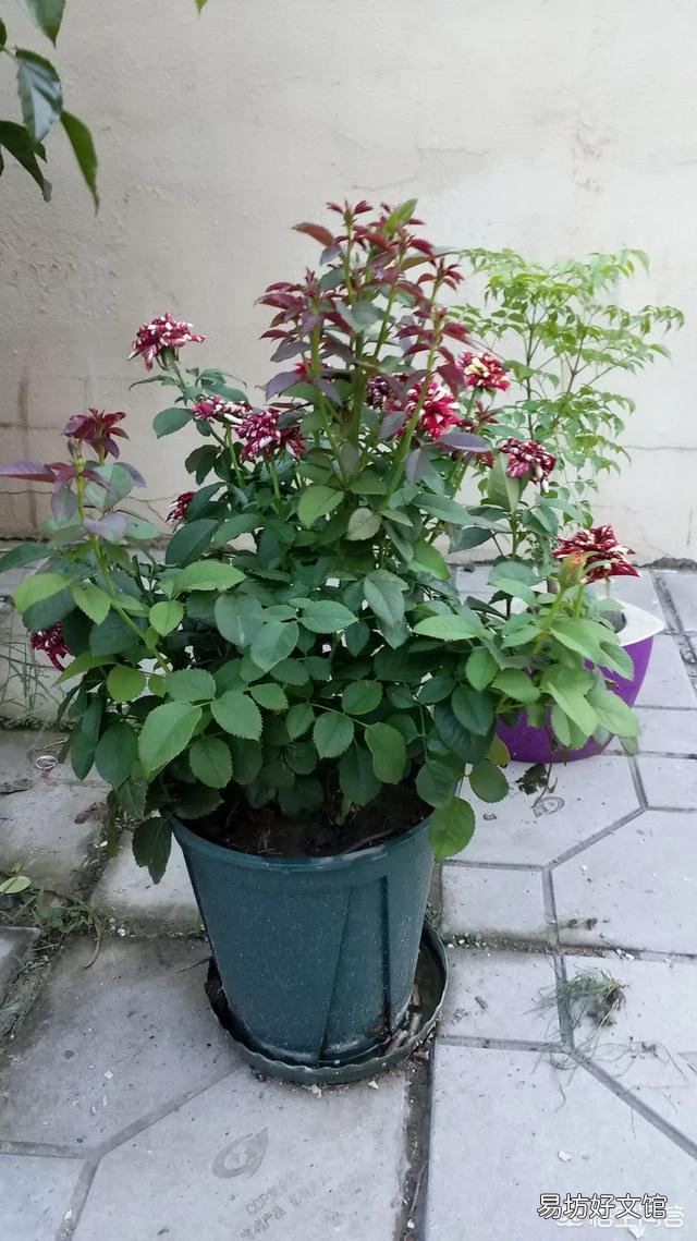 月季一般用什么样的花盆种植比较好?