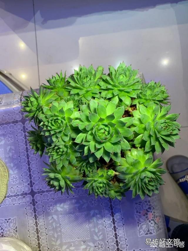 月季一般用什么样的花盆种植比较好?