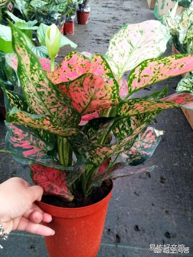 如意皇后缺水是啥表现？