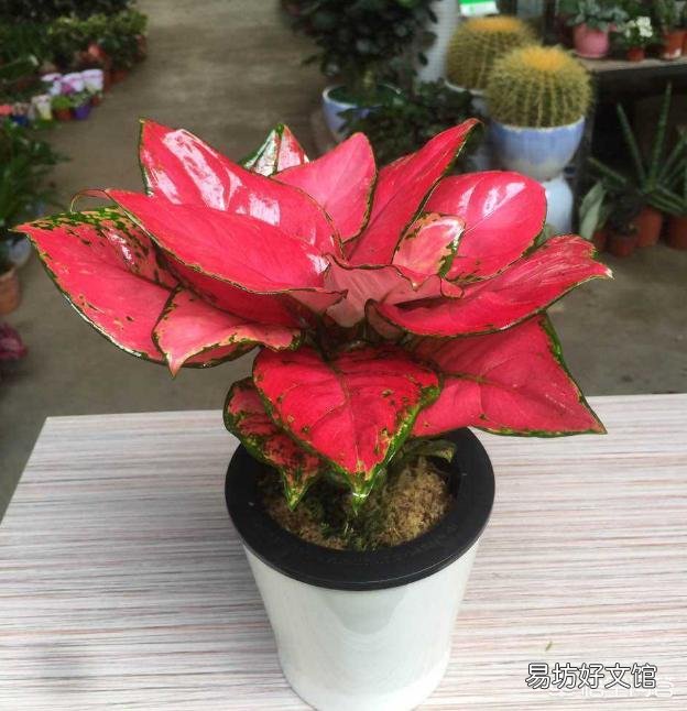 如意皇后缺水是啥表现？