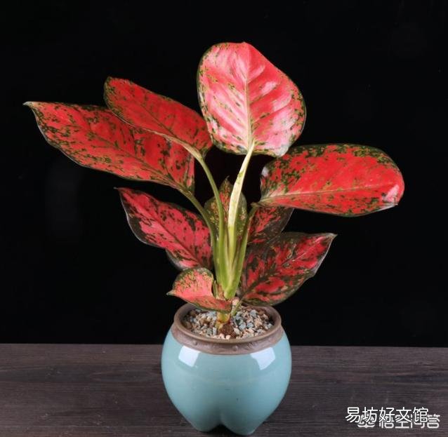 如意皇后缺水是啥表现？