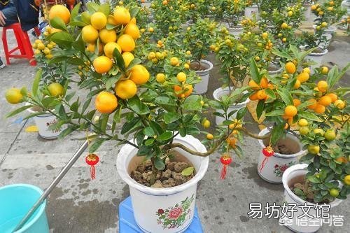 盆栽桔子树叶子有臭味是什么原因？