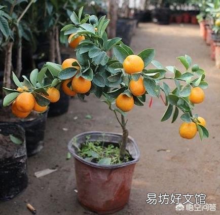 盆栽桔子树叶子有臭味是什么原因？