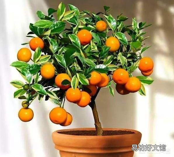 盆栽桔子树叶子有臭味是什么原因？