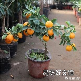 盆栽桔子树叶子有臭味是什么原因？