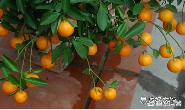 盆栽桔子树叶子有臭味是什么原因？