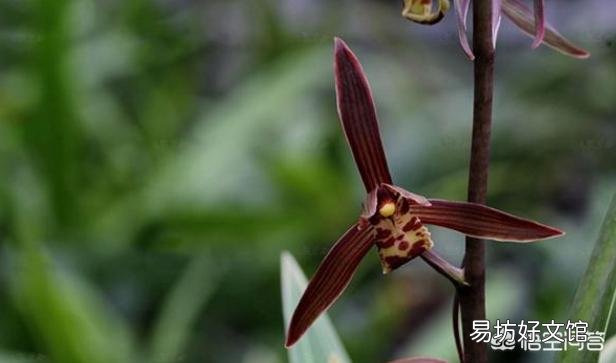 企黑墨兰，为什么叫企黑？