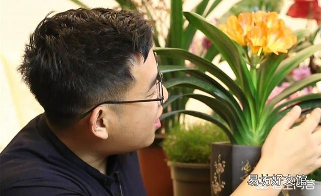 十年的君子兰烂根后再次生根当年还可以开花吗?