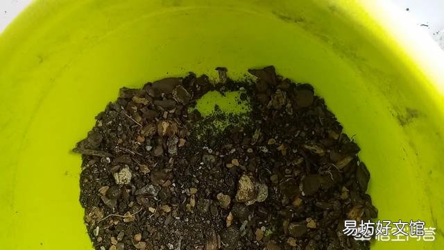 十年的君子兰烂根后再次生根当年还可以开花吗?