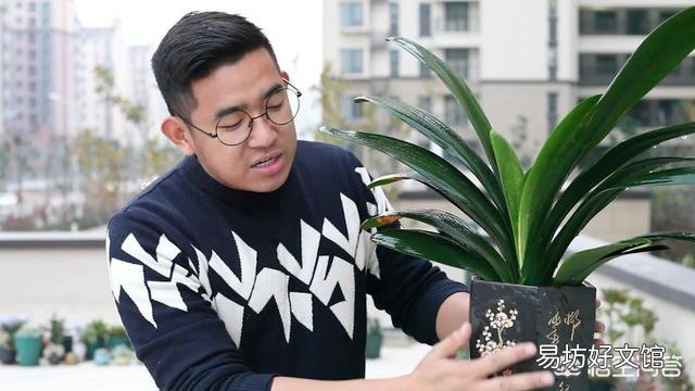 十年的君子兰烂根后再次生根当年还可以开花吗?