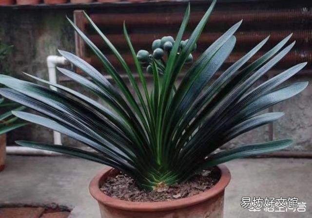 十年的君子兰烂根后再次生根当年还可以开花吗?