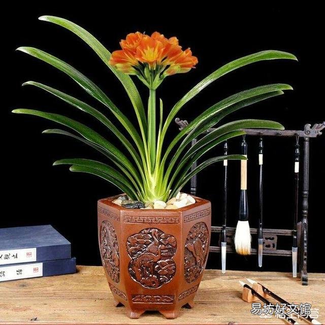 十年的君子兰烂根后再次生根当年还可以开花吗?