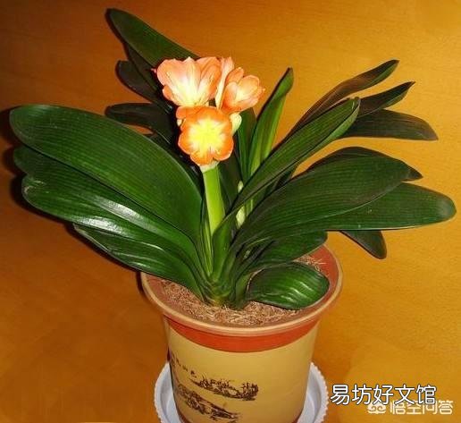 十年的君子兰烂根后再次生根当年还可以开花吗?