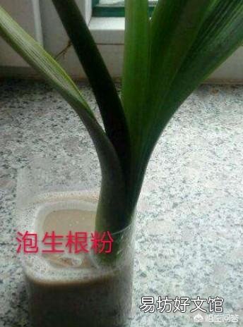 十年的君子兰烂根后再次生根当年还可以开花吗?