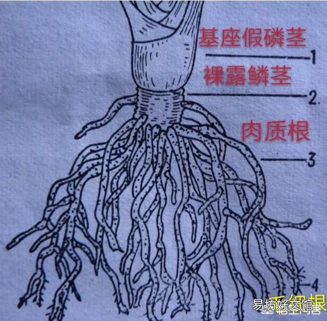 十年的君子兰烂根后再次生根当年还可以开花吗?