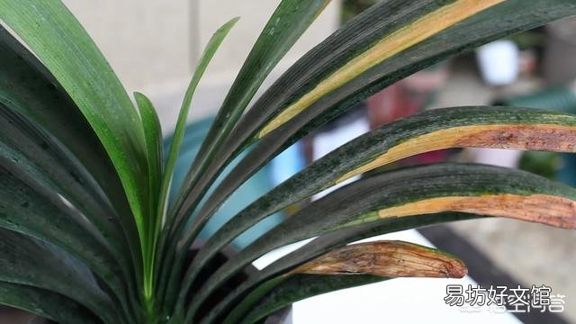 十年的君子兰烂根后再次生根当年还可以开花吗?