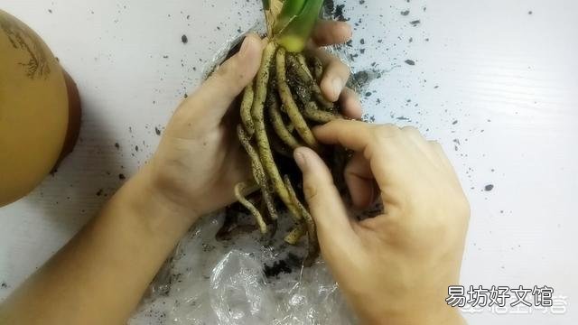 十年的君子兰烂根后再次生根当年还可以开花吗?