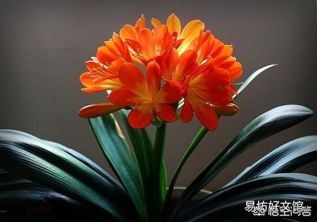 十年的君子兰烂根后再次生根当年还可以开花吗?