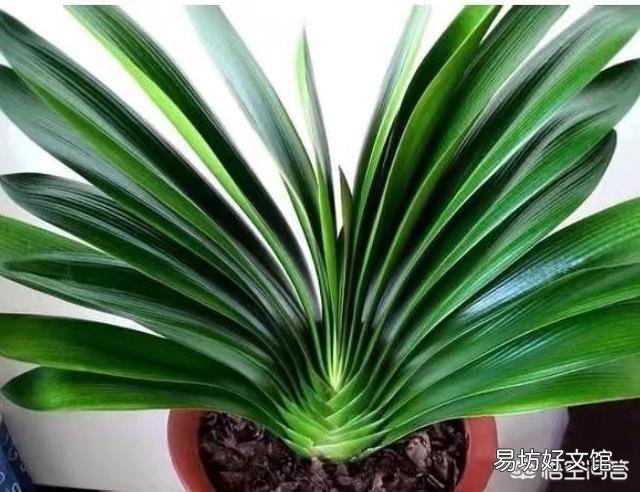 十年的君子兰烂根后再次生根当年还可以开花吗?