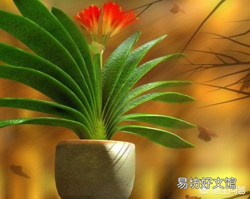 十年的君子兰烂根后再次生根当年还可以开花吗?