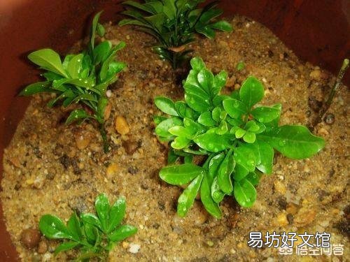 米兰可以和招才佛手嫁接吗？