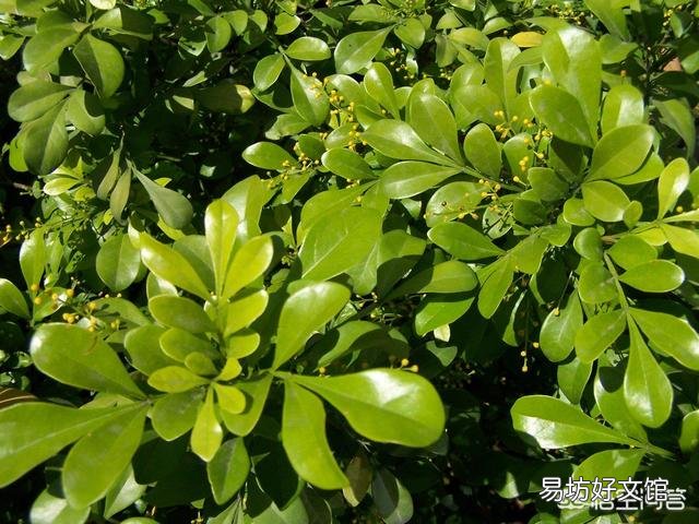 米兰可以和招才佛手嫁接吗？