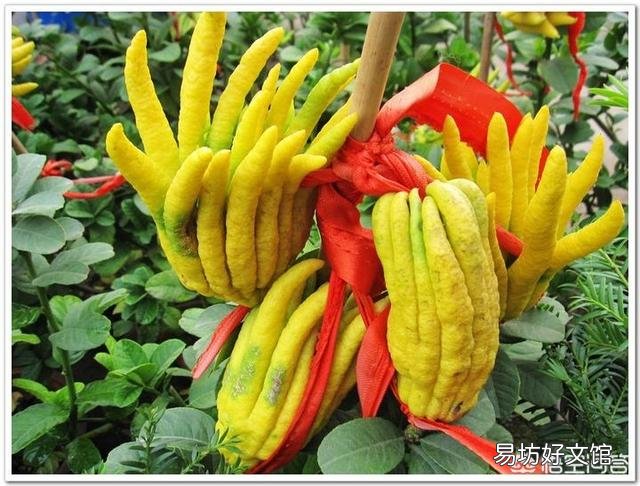 米兰可以和招才佛手嫁接吗？