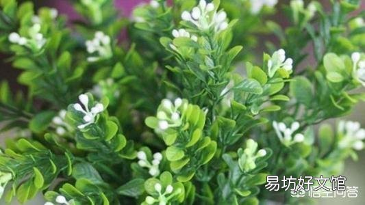 米兰可以和招才佛手嫁接吗？
